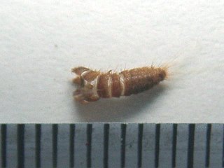 ヒメカツオブシムシの幼虫が蛹（さなぎ）になるときの抜け殻