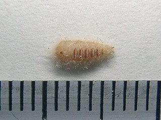 ヒメカツオブシムシ蛹の背中側