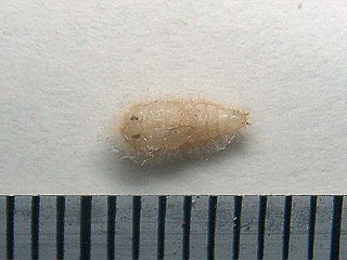 ヒメカツオブシムシ蛹の裏側