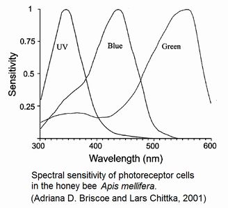 Spectral sensitivity of photoreceptor cells in the honey bee Apis mellifera.(Adriana D. Briscoe and Lars Chittka, 2001)